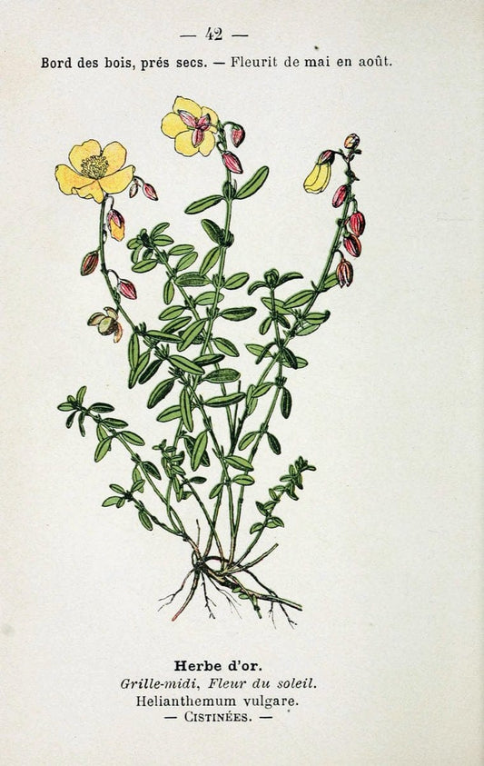 Atlas de poche des plantes des champs, des prairies et des boisParis:P. Klincksieck,[1894] |  | Vintage Print Reproduction 458946