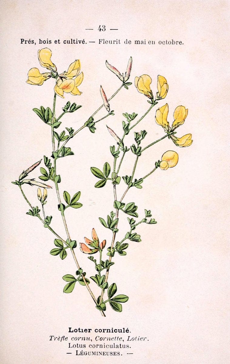 Atlas de poche des plantes des champs, des prairies et des boisParis:P. Klincksieck,[1894] |  | Vintage Print Reproduction 458947