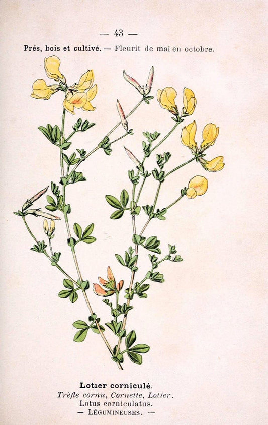 Atlas de poche des plantes des champs, des prairies et des boisParis:P. Klincksieck,[1894] |  | Vintage Print Reproduction 458947