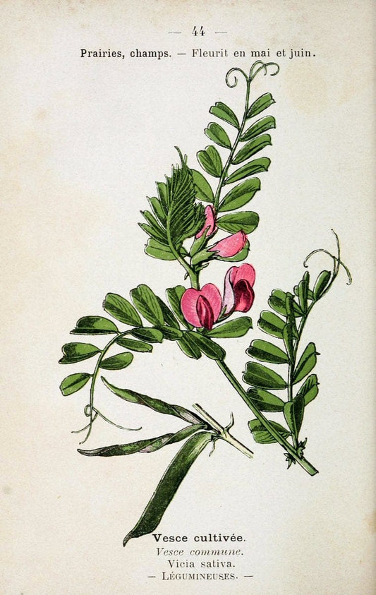 Atlas de poche des plantes des champs, des prairies et des boisParis:P. Klincksieck,[1894] |  | Vintage Print Reproduction 458948