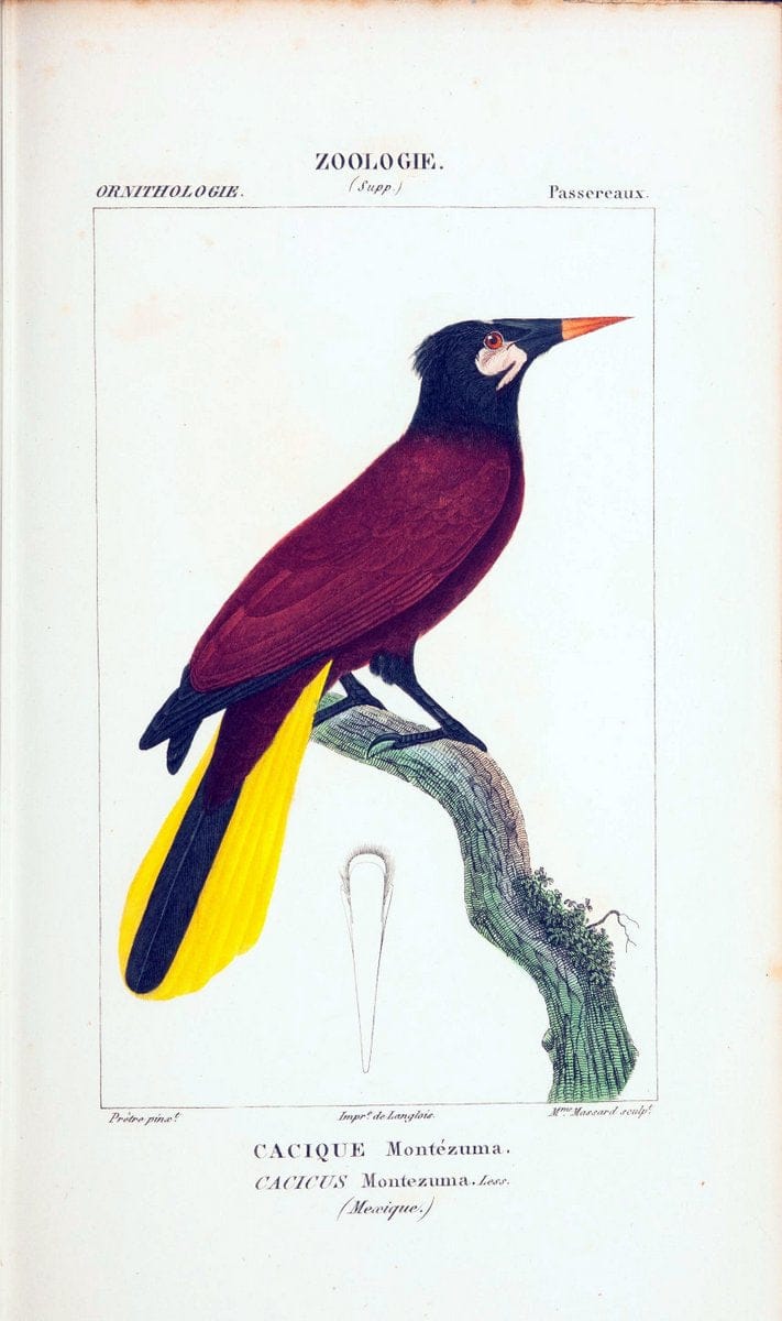 Atlas de zoologie :.Paris :Germer Bailliere,1844.  | "Museum Victoria" | Vintage Print Reproduction 458949