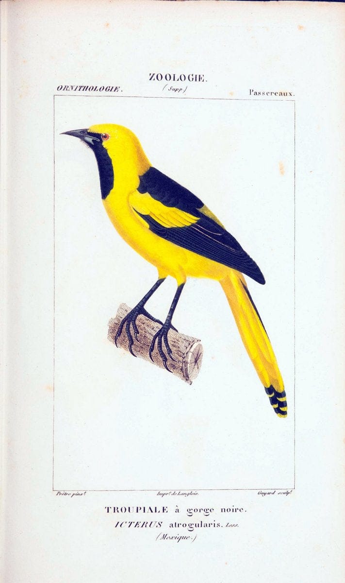 Atlas de zoologie :.Paris :Germer Bailliere,1844.  | "Museum Victoria" | Vintage Print Reproduction 458951