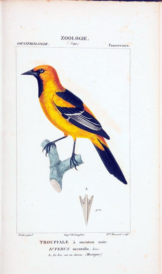Atlas de zoologie :.Paris :Germer Bailliere,1844.  | "Museum Victoria" | Vintage Print Reproduction 458952