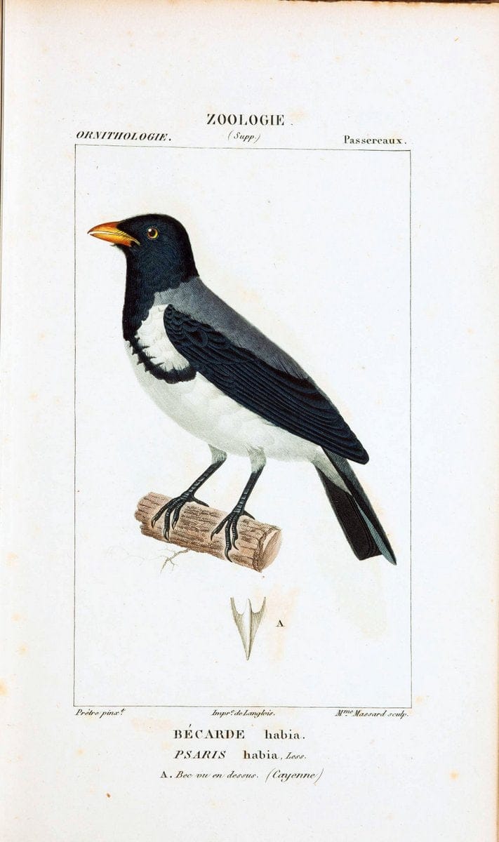 Atlas de zoologie :.Paris :Germer Bailliere,1844.  | "Museum Victoria" | Vintage Print Reproduction 458953