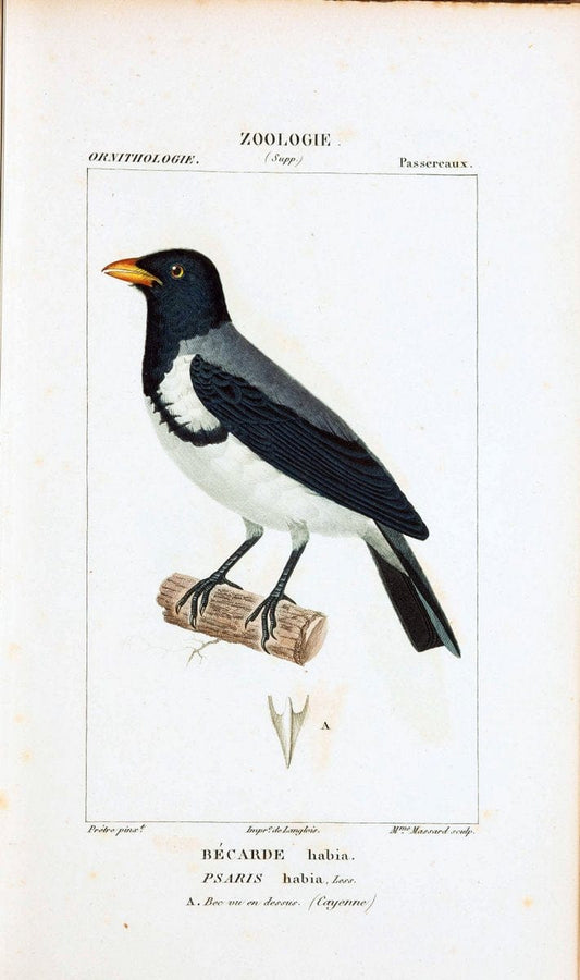 Atlas de zoologie :.Paris :Germer Bailliere,1844.  | "Museum Victoria" | Vintage Print Reproduction 458953