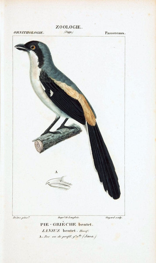 Atlas de zoologie :.Paris :Germer Bailliere,1844.  | "Museum Victoria" | Vintage Print Reproduction 458954