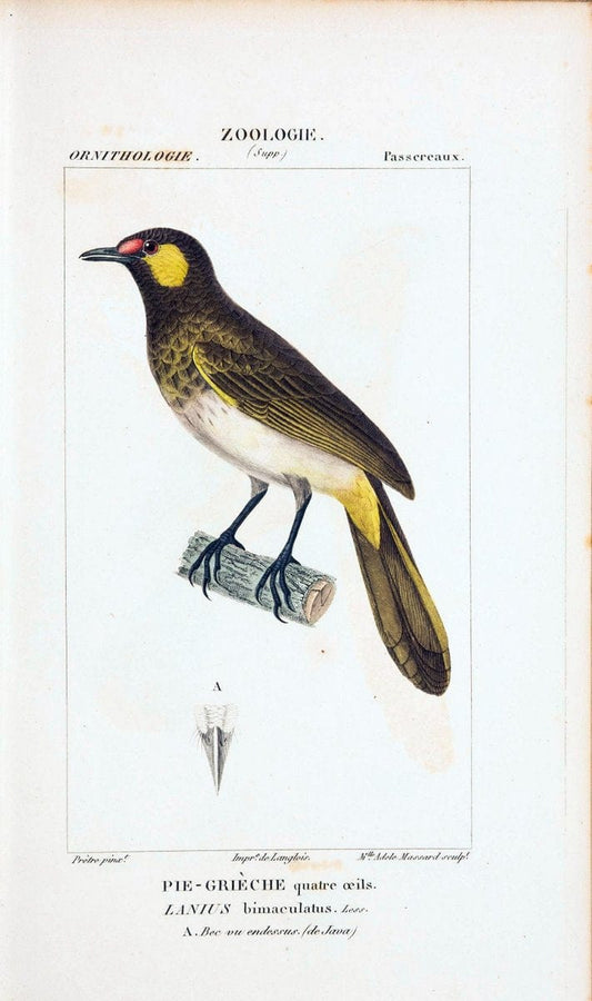 Atlas de zoologie :.Paris :Germer Bailliere,1844.  | "Museum Victoria" | Vintage Print Reproduction 458955