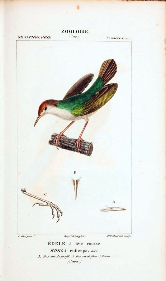 Atlas de zoologie :.Paris :Germer Bailliere,1844.  | "Museum Victoria" | Vintage Print Reproduction 458957