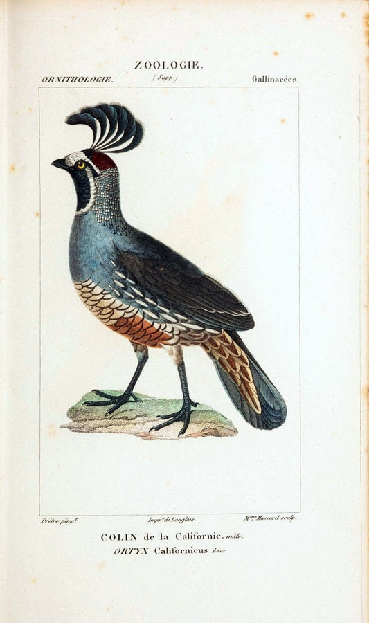 Atlas de zoologie :.Paris :Germer Bailliere,1844.  | "Museum Victoria" | Vintage Print Reproduction 458959