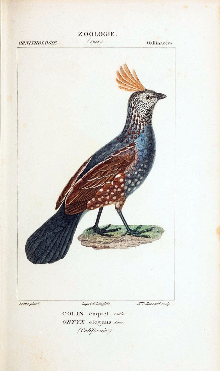 Atlas de zoologie :.Paris :Germer Bailliere,1844.  | "Museum Victoria" | Vintage Print Reproduction 458960