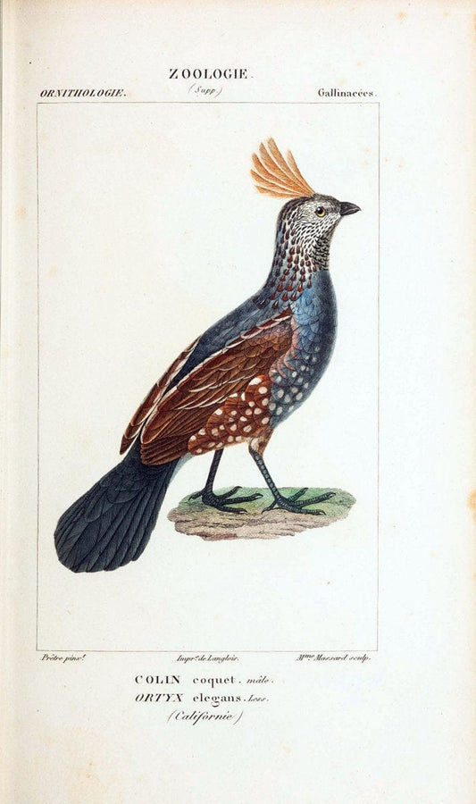 Atlas de zoologie :.Paris :Germer Bailliere,1844.  | "Museum Victoria" | Vintage Print Reproduction 458960