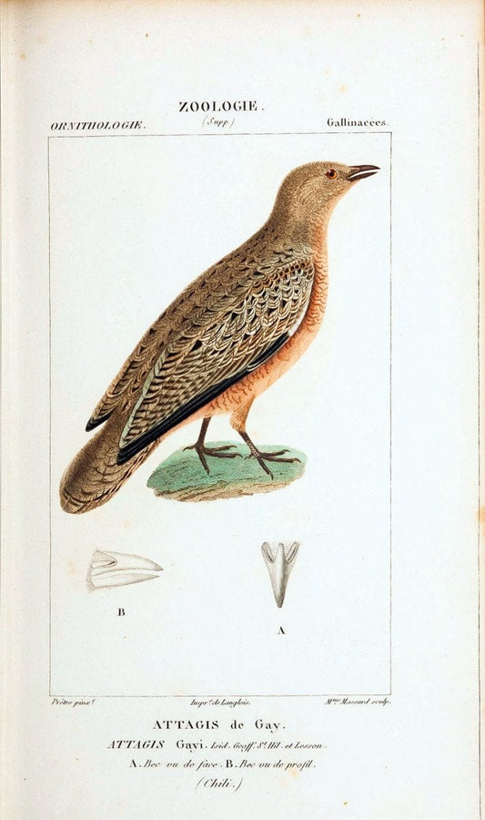 Atlas de zoologie :.Paris :Germer Bailliere,1844.  | "Museum Victoria" | Vintage Print Reproduction 458961