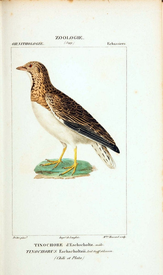 Atlas de zoologie :.Paris :Germer Bailliere,1844.  | "Museum Victoria" | Vintage Print Reproduction 458962
