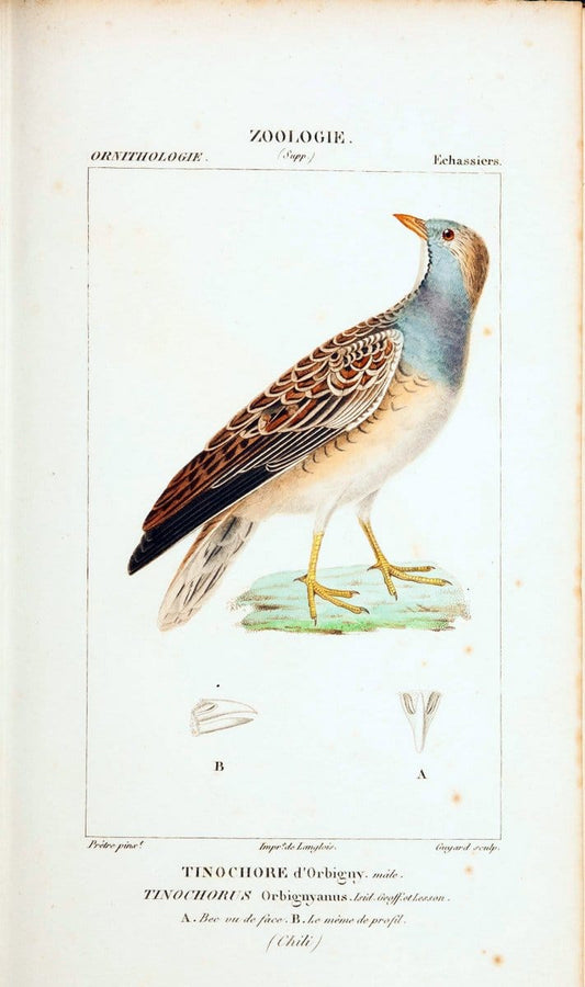 Atlas de zoologie :.Paris :Germer Bailliere,1844.  | "Museum Victoria" | Vintage Print Reproduction 458963
