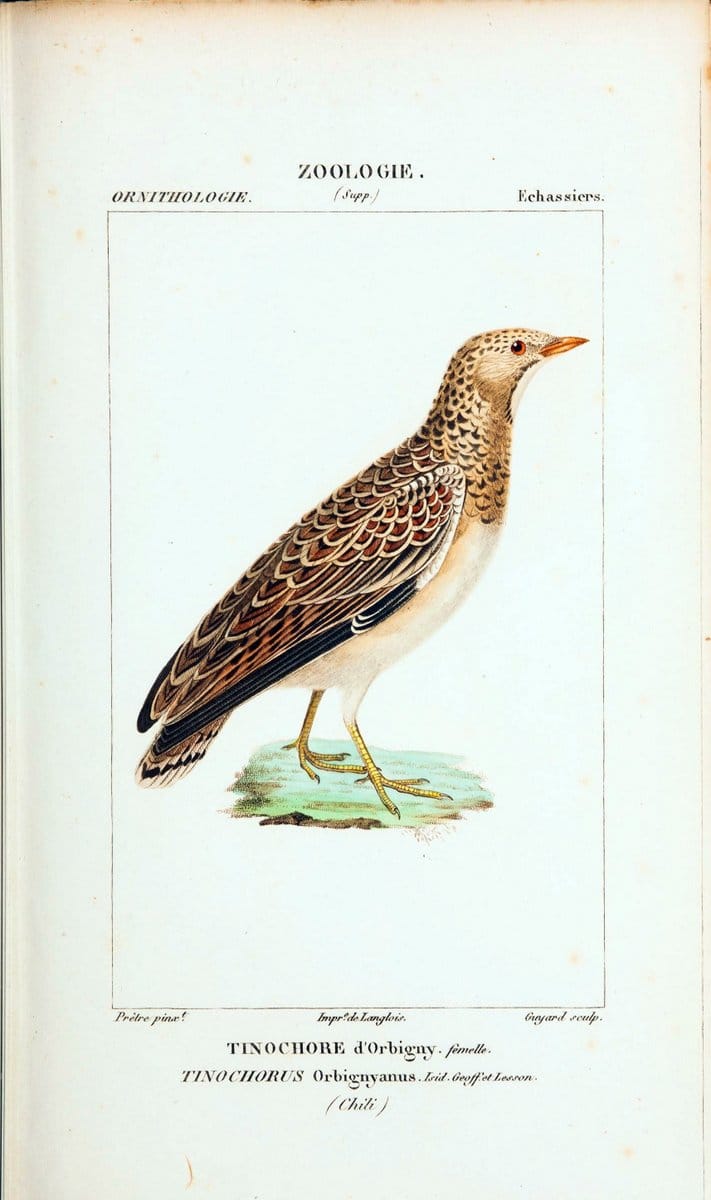 Atlas de zoologie :.Paris :Germer Bailliere,1844.  | "Museum Victoria" | Vintage Print Reproduction 458964