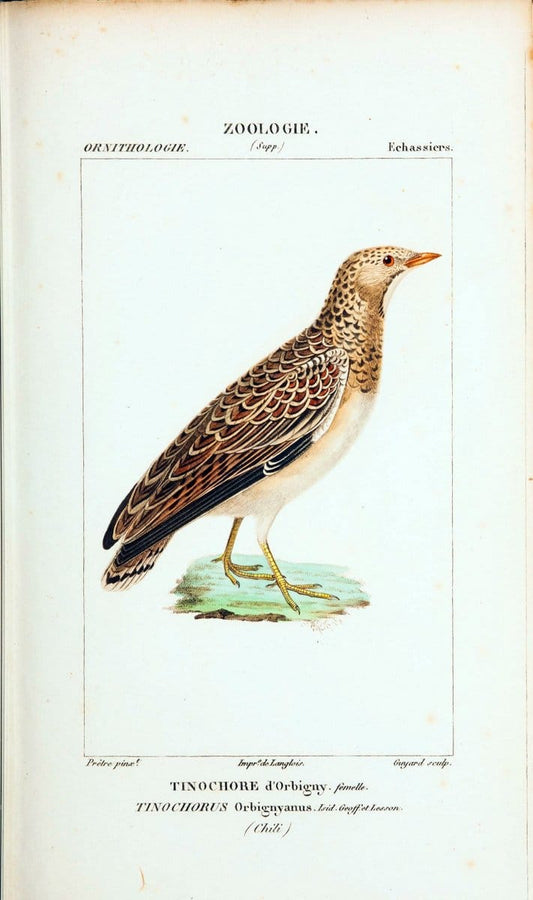 Atlas de zoologie :.Paris :Germer Bailliere,1844.  | "Museum Victoria" | Vintage Print Reproduction 458964