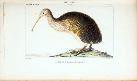 Atlas de zoologie :.Paris :Germer Bailliere,1844.  | "Museum Victoria" | Vintage Print Reproduction 458965