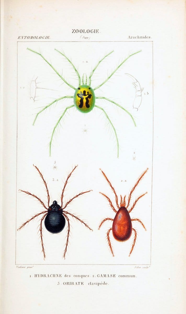 Atlas de zoologie :.Paris :Germer Bailliere,1844.  | "Museum Victoria" | Vintage Print Reproduction 458967