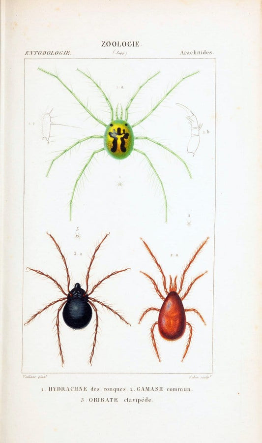 Atlas de zoologie :.Paris :Germer Bailliere,1844.  | "Museum Victoria" | Vintage Print Reproduction 458967