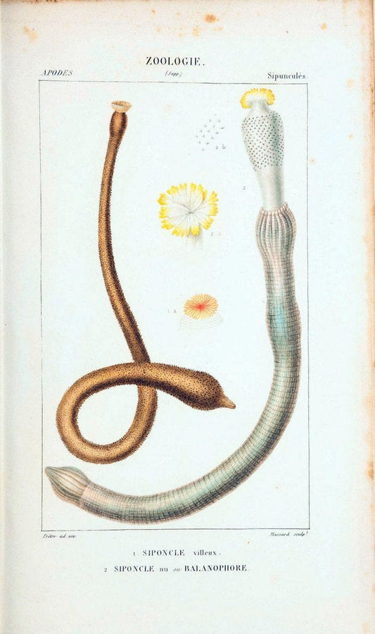 Atlas de zoologie :.Paris :Germer Bailliere,1844.  | "Museum Victoria" | Vintage Print Reproduction 458970