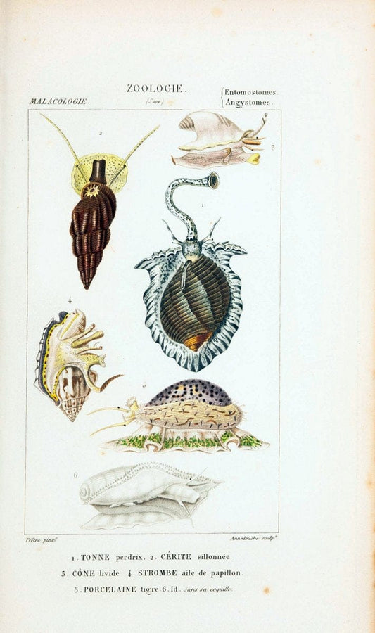 Atlas de zoologie :.Paris :Germer Bailliere,1844.  | "Museum Victoria" | Vintage Print Reproduction 458971