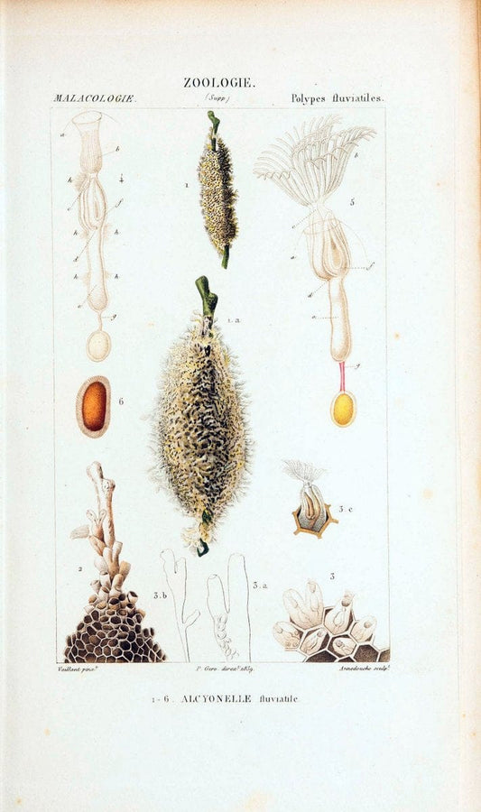 Atlas de zoologie :.Paris :Germer Bailliere,1844.  | "Museum Victoria" | Vintage Print Reproduction 458976