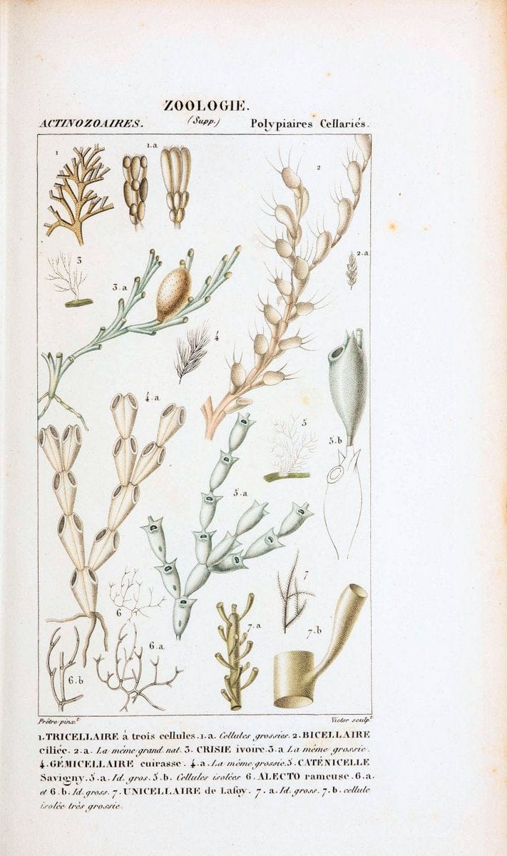 Atlas de zoologie :.Paris :Germer Bailliere,1844.  | "Museum Victoria" | Vintage Print Reproduction 458978