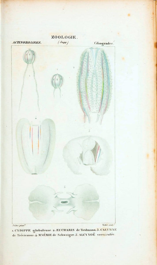 Atlas de zoologie :.Paris :Germer Bailliere,1844.  | "Museum Victoria" | Vintage Print Reproduction 458980