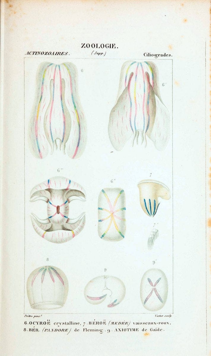Atlas de zoologie :.Paris :Germer Bailliere,1844.  | "Museum Victoria" | Vintage Print Reproduction 458981