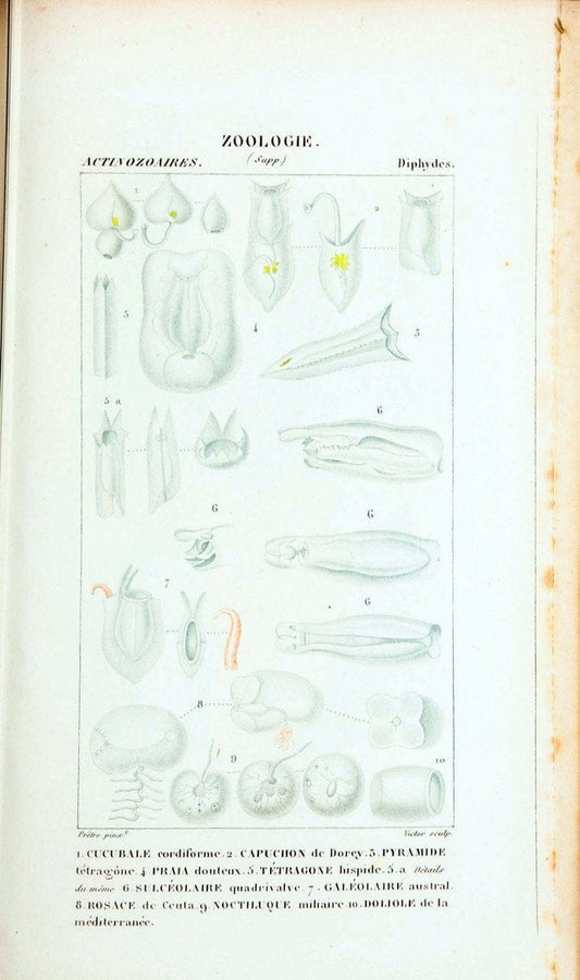 Atlas de zoologie :.Paris :Germer Bailliere,1844.  | "Museum Victoria" | Vintage Print Reproduction 458982