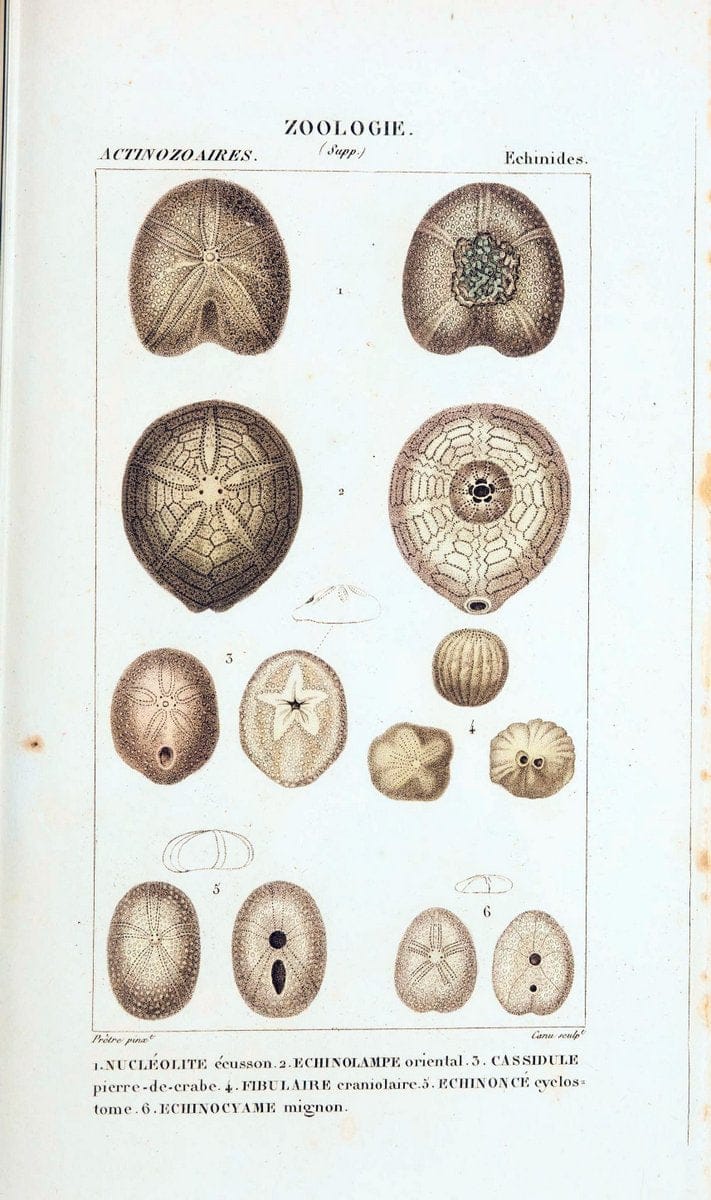 Atlas de zoologie :.Paris :Germer Bailliere,1844.  | "Museum Victoria" | Vintage Print Reproduction 458984