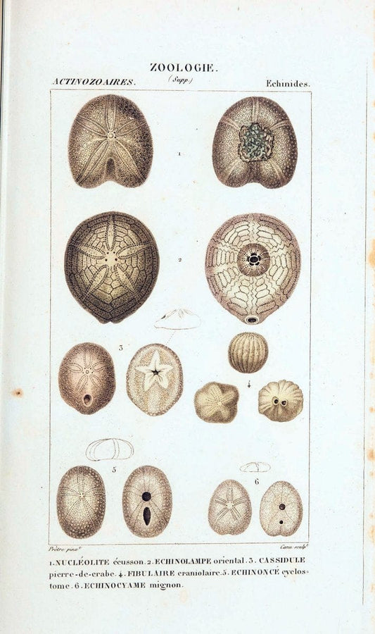 Atlas de zoologie :.Paris :Germer Bailliere,1844.  | "Museum Victoria" | Vintage Print Reproduction 458984