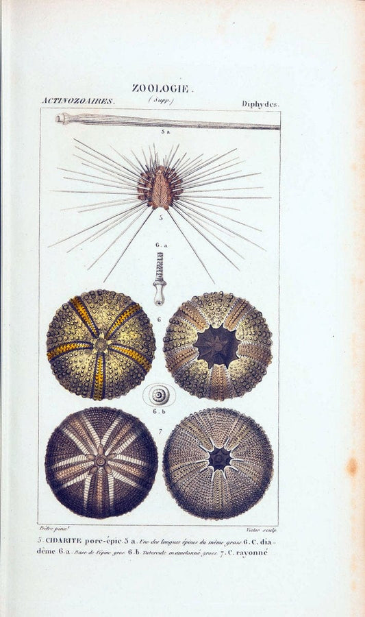 Atlas de zoologie :.Paris :Germer Bailliere,1844.  | "Museum Victoria" | Vintage Print Reproduction 458987