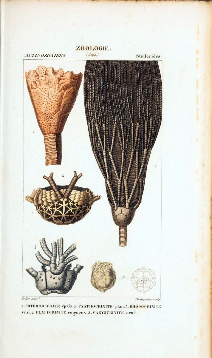 Atlas de zoologie :.Paris :Germer Bailliere,1844.  | "Museum Victoria" | Vintage Print Reproduction 458989