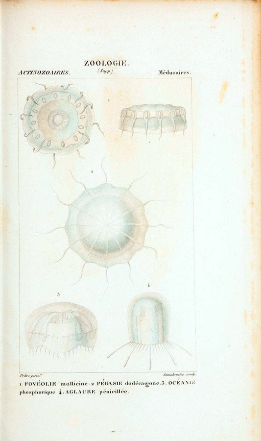 Atlas de zoologie :.Paris :Germer Bailliere,1844.  | "Museum Victoria" | Vintage Print Reproduction 458990