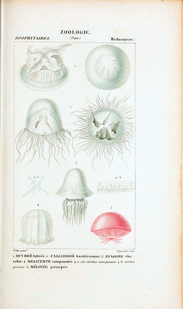 Atlas de zoologie :.Paris :Germer Bailliere,1844.  | "Museum Victoria" | Vintage Print Reproduction 458991