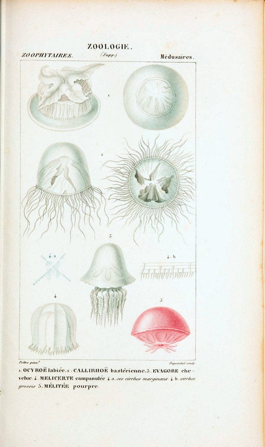 Atlas de zoologie :.Paris :Germer Bailliere,1844.  | "Museum Victoria" | Vintage Print Reproduction 458991