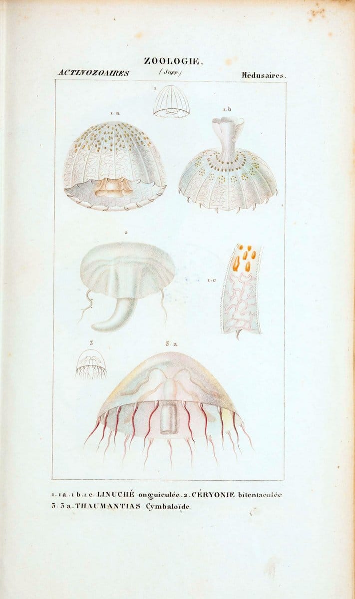 Atlas de zoologie :.Paris :Germer Bailliere,1844.  | "Museum Victoria" | Vintage Print Reproduction 458993