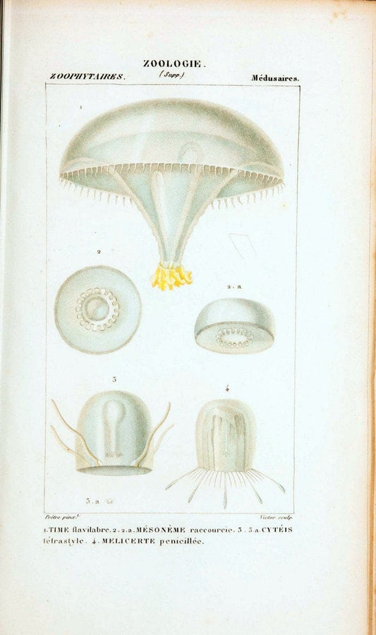 Atlas de zoologie :.Paris :Germer Bailliere,1844.  | "Museum Victoria" | Vintage Print Reproduction 458994