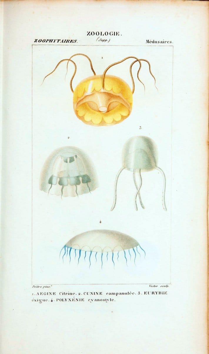 Atlas de zoologie :.Paris :Germer Bailliere,1844.  | "Museum Victoria" | Vintage Print Reproduction 458995