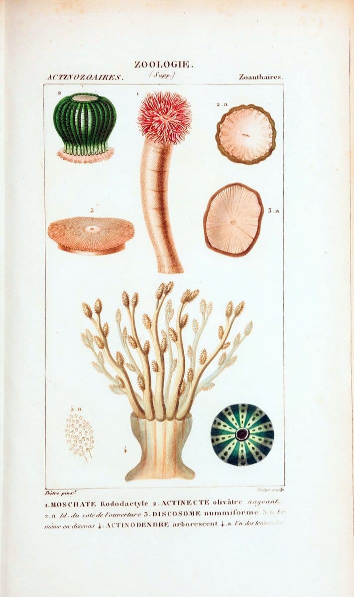Atlas de zoologie :.Paris :Germer Bailliere,1844.  | "Museum Victoria" | Vintage Print Reproduction 458996