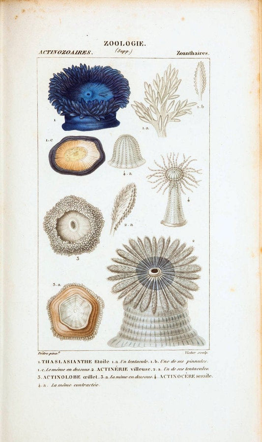 Atlas de zoologie :.Paris :Germer Bailliere,1844.  | "Museum Victoria" | Vintage Print Reproduction 458997