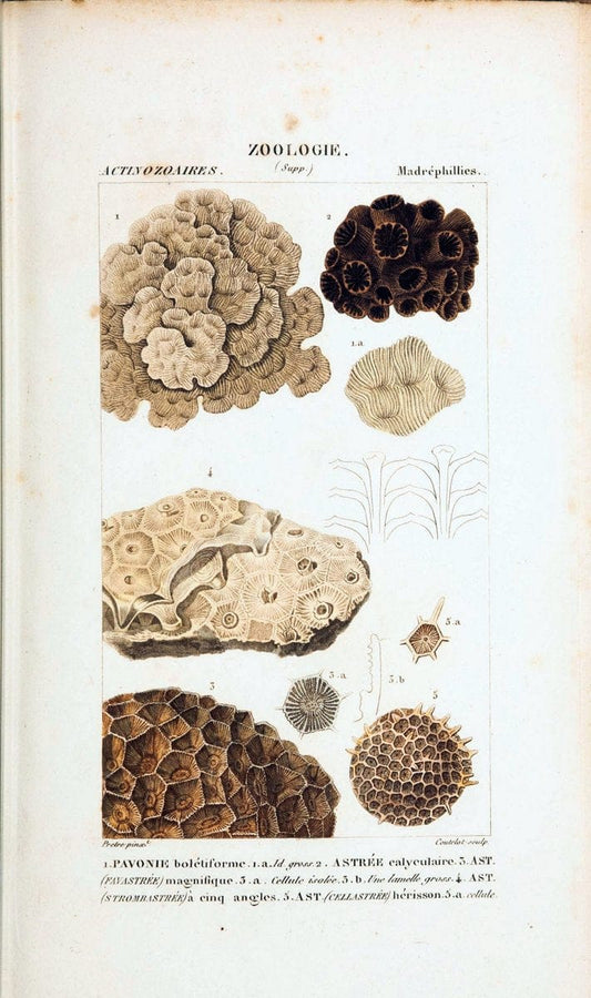 Atlas de zoologie :.Paris :Germer Bailliere,1844.  | "Museum Victoria" | Vintage Print Reproduction 458998