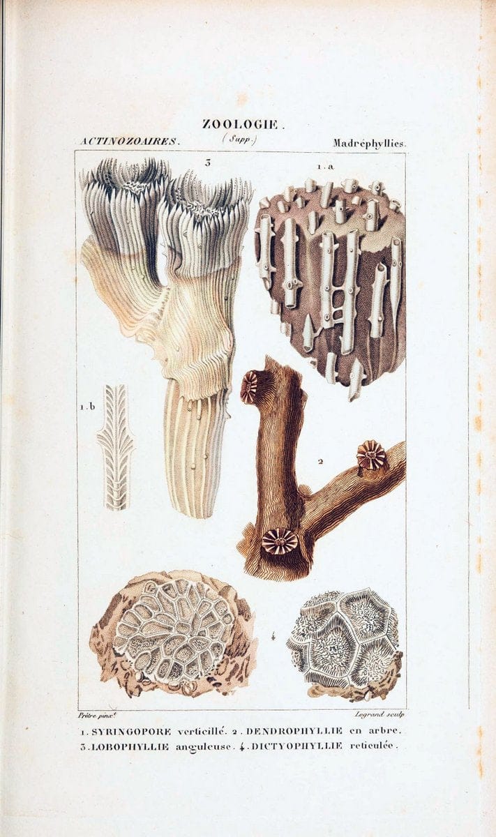 Atlas de zoologie :.Paris :Germer Bailliere,1844.  | "Museum Victoria" | Vintage Print Reproduction 458999