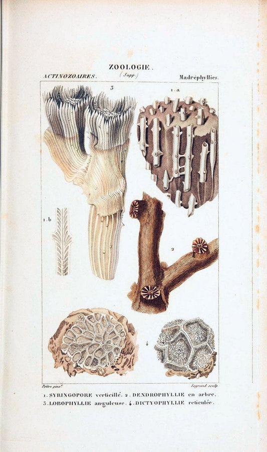 Atlas de zoologie :.Paris :Germer Bailliere,1844.  | "Museum Victoria" | Vintage Print Reproduction 458999