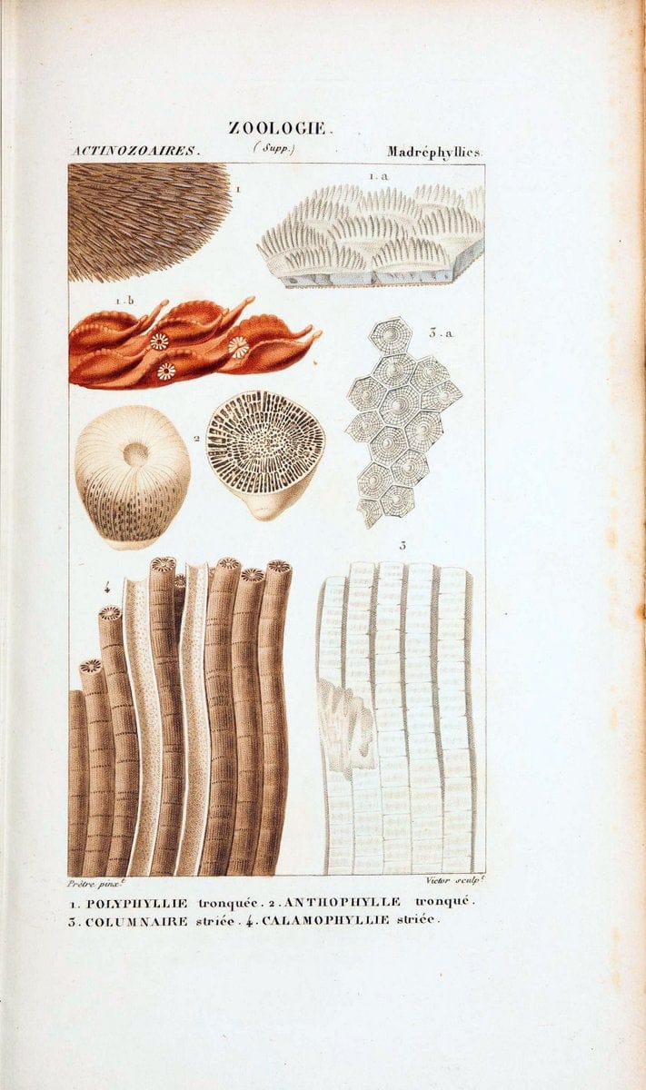 Atlas de zoologie :.Paris :Germer Bailliere,1844.  | "Museum Victoria" | Vintage Print Reproduction 459000