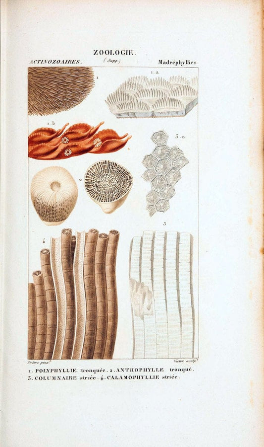 Atlas de zoologie :.Paris :Germer Bailliere,1844.  | "Museum Victoria" | Vintage Print Reproduction 459000
