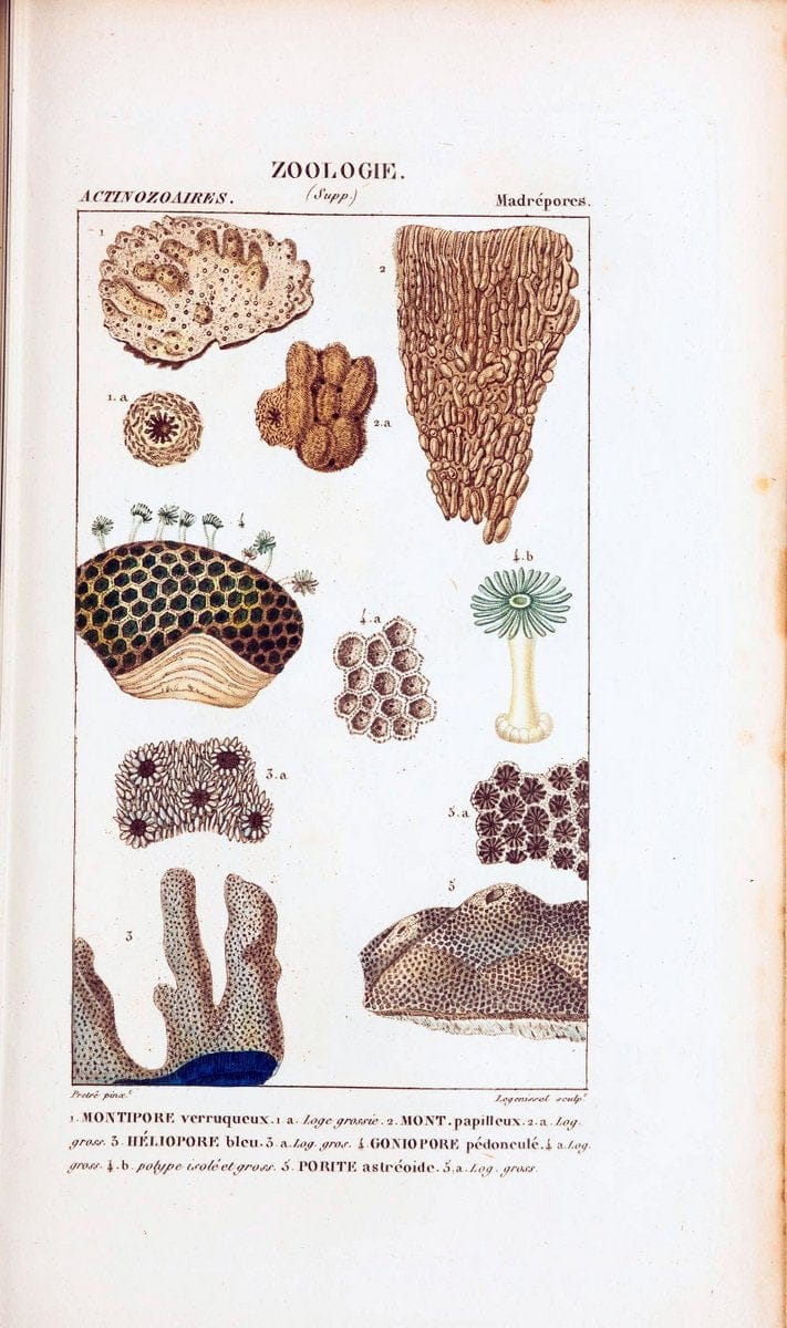 Atlas de zoologie :.Paris :Germer Bailliere,1844.  | "Museum Victoria" | Vintage Print Reproduction 459001