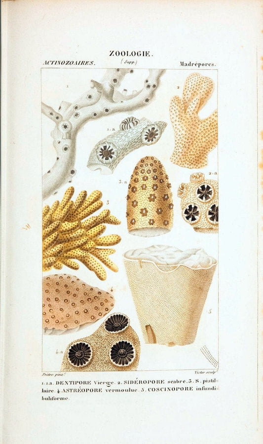 Atlas de zoologie :.Paris :Germer Bailliere,1844.  | "Museum Victoria" | Vintage Print Reproduction 459002