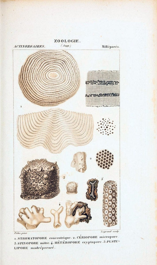 Atlas de zoologie :.Paris :Germer Bailliere,1844.  | "Museum Victoria" | Vintage Print Reproduction 459003
